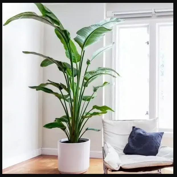 Bird of Paradise: The Ultimate Guide to Growing and Caring for This Tropical Beauty