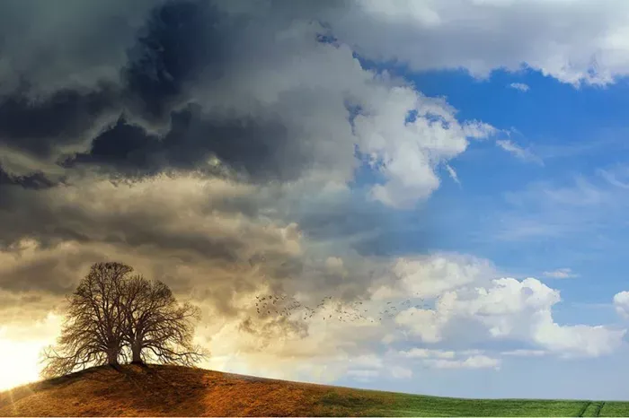 12 Poignant Poems That Celebrate Trees and Their Quiet Strength