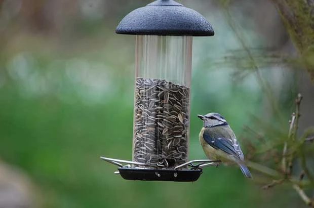 Birds And New Feeders | Bird Spot