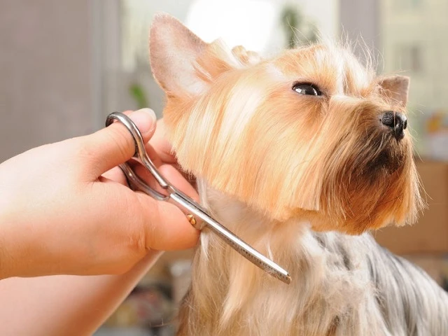 Why Dog Grooming is Essential for Your Pet?