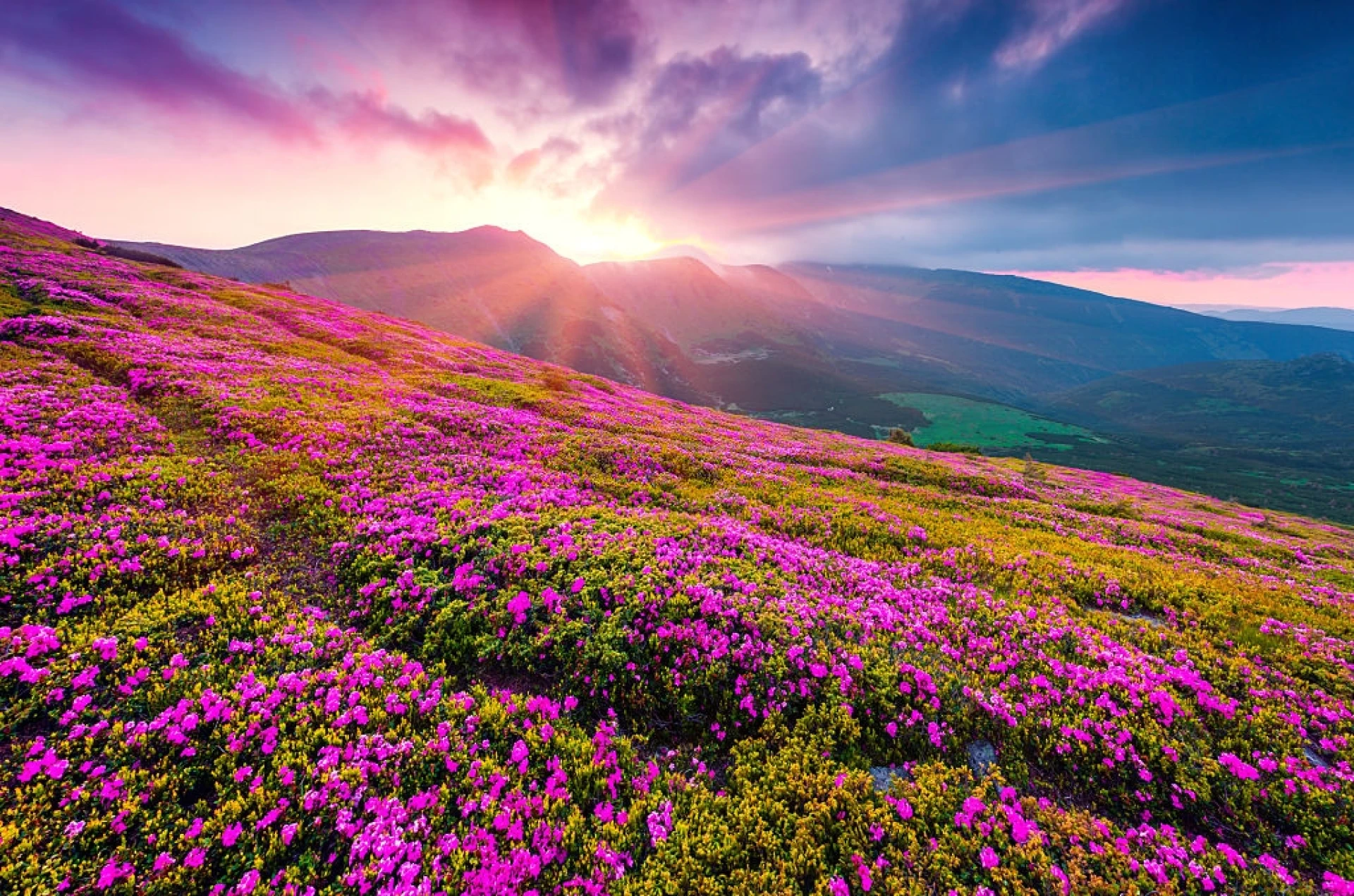 Valley of Flowers Trek: A Walk Through Nature’s Paradise