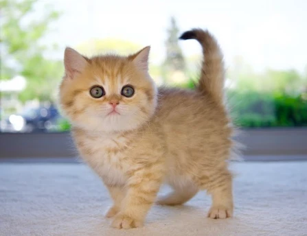 The Most Common Health Issues in Cats and How to Prevent Them