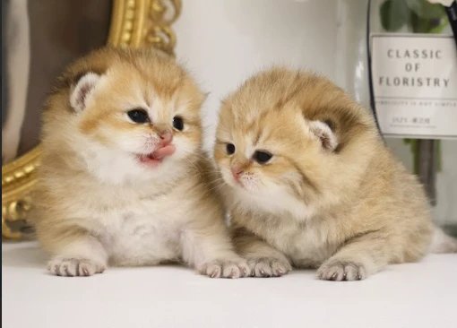 The Most Common Health Issues in Cats and How to Prevent Them