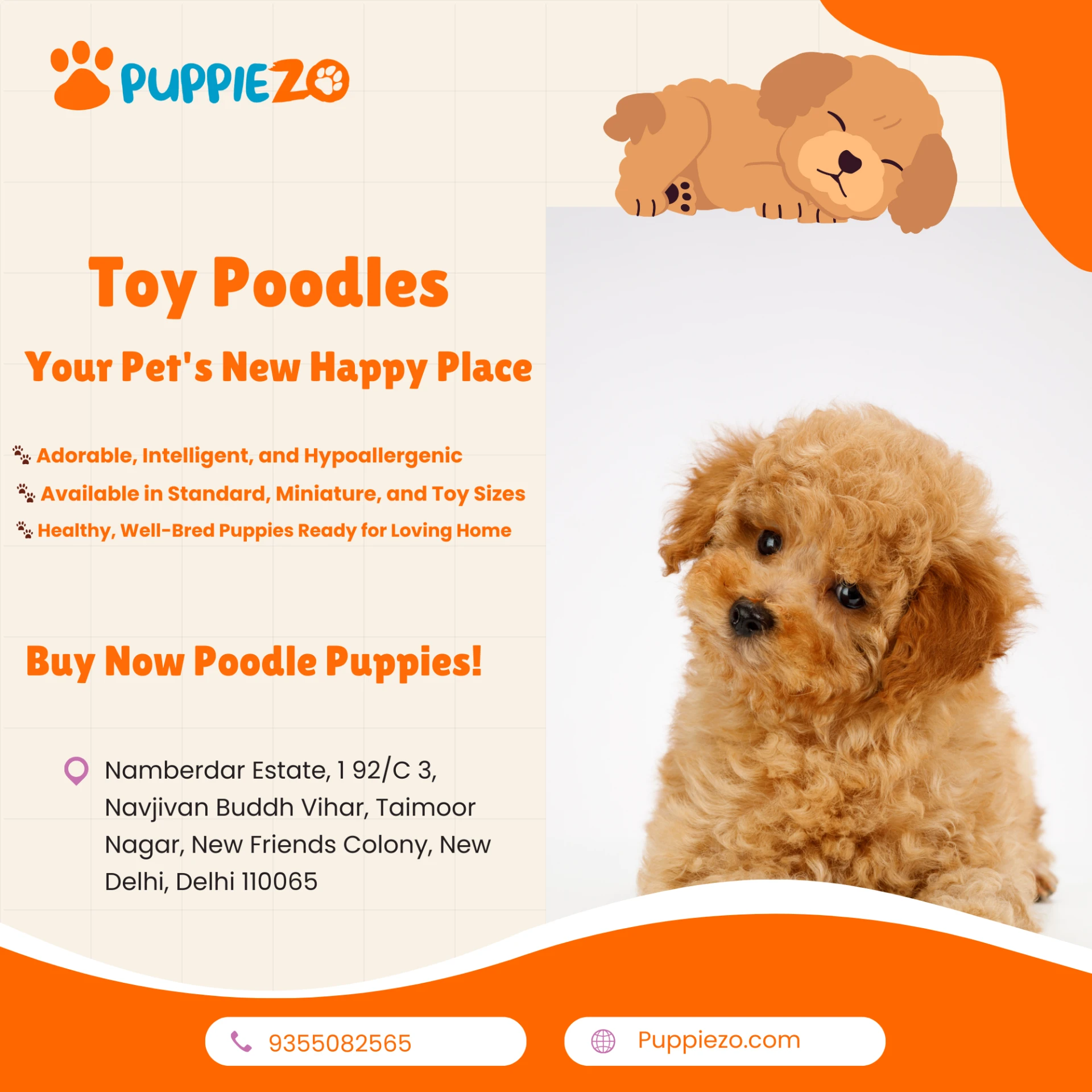 Poodle Puppies for Sale in India 2025: Your Complete Guide to Finding the Perfect Companion