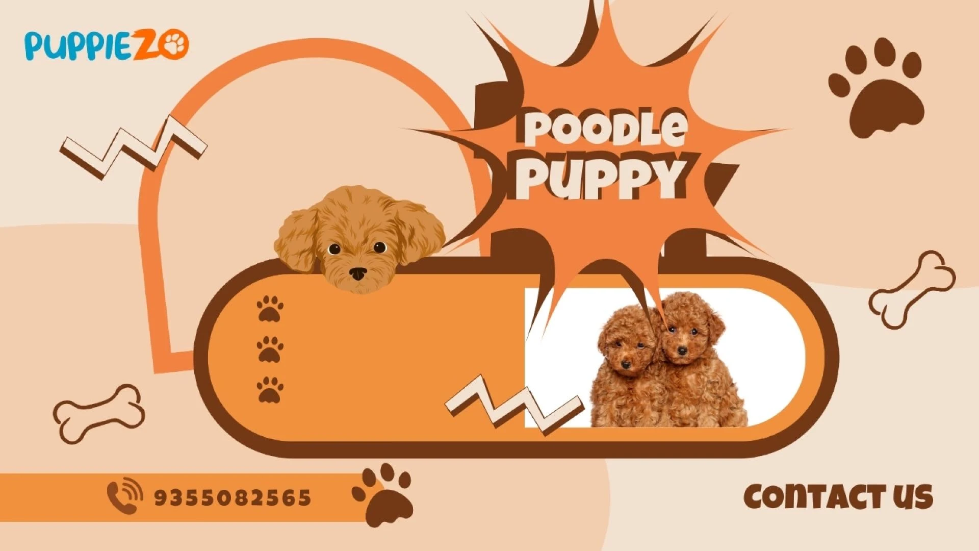 Poodle Puppies for Sale in India 2025: Your Complete Guide to Finding the Perfect Companion
