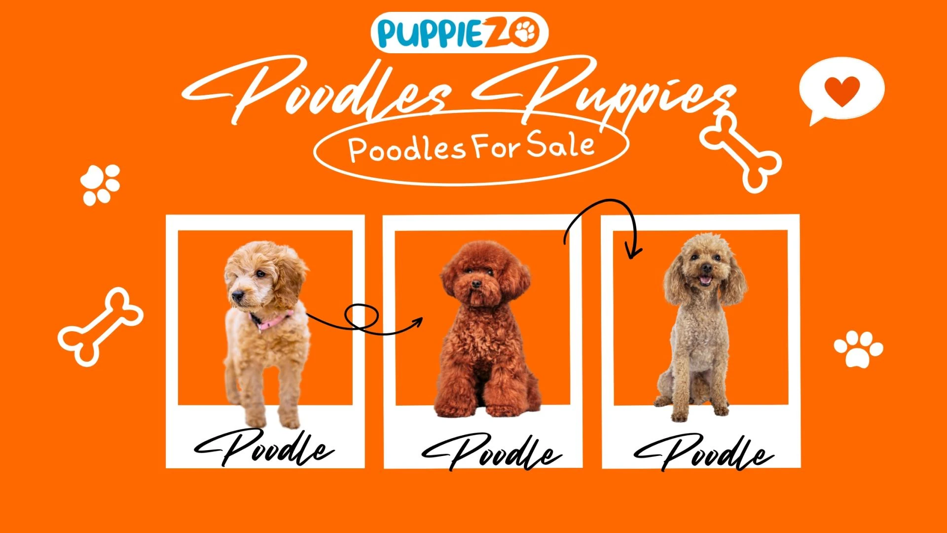 Poodle Puppies for Sale in India 2025: Your Complete Guide to Finding the Perfect Companion