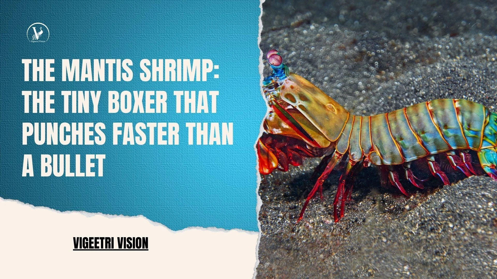 The Mantis Shrimp: The Tiny Boxer That Punches Faster Than a Bullet