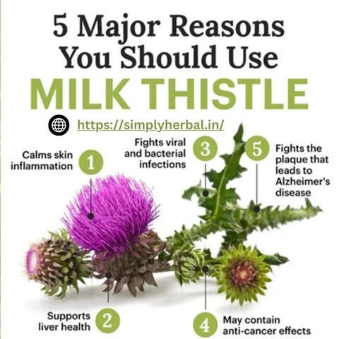 Milk Thistle Tablets: Natural Liver Support & Detox