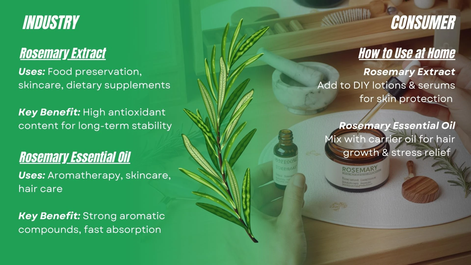 Rosemary Extract or Essential Oil? Understanding Their Impact in Food, Skincare & Wellness