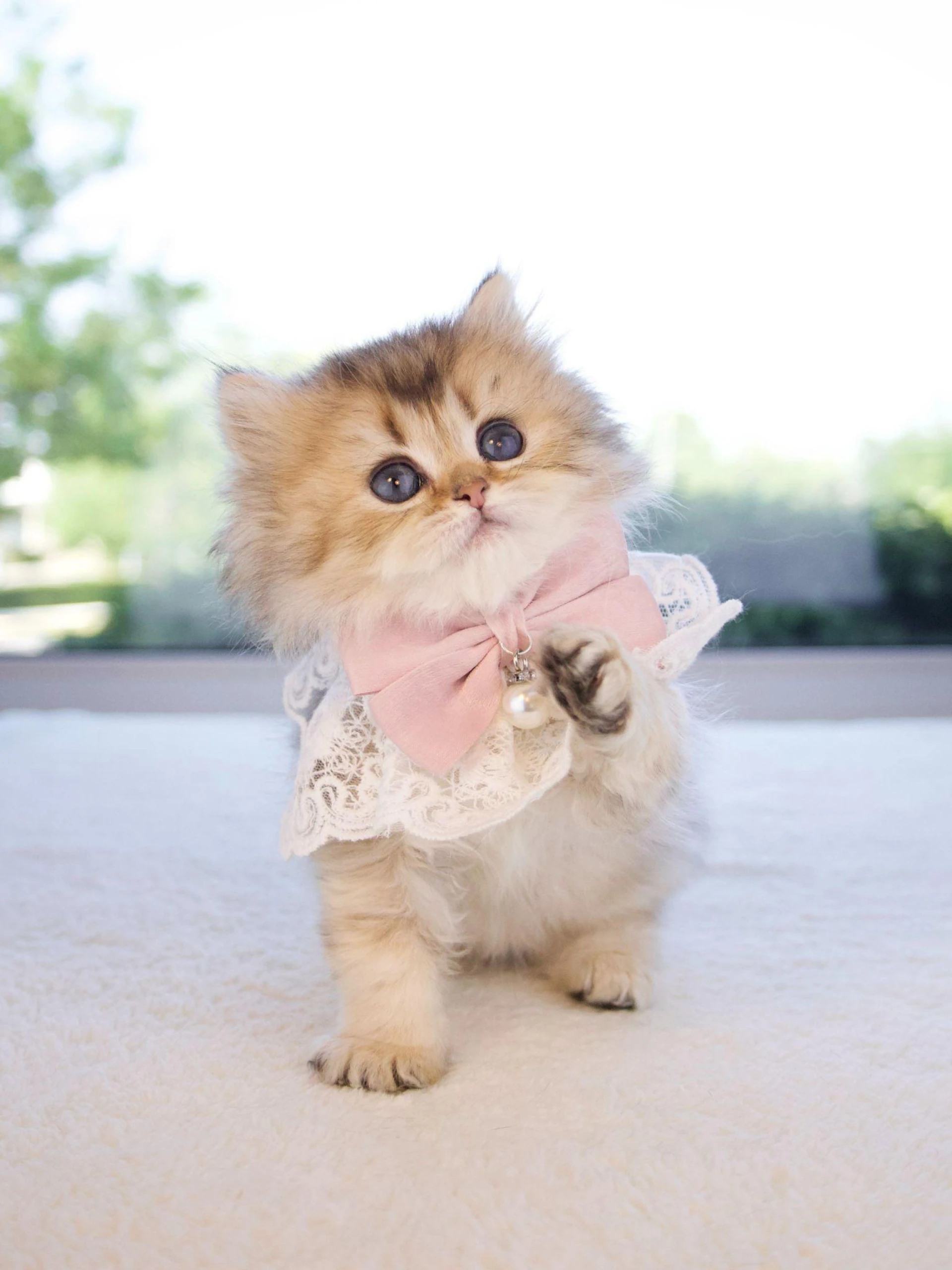 The Personality Puzzle: How British Shorthair and British Longhair Kittens Develop Over Time