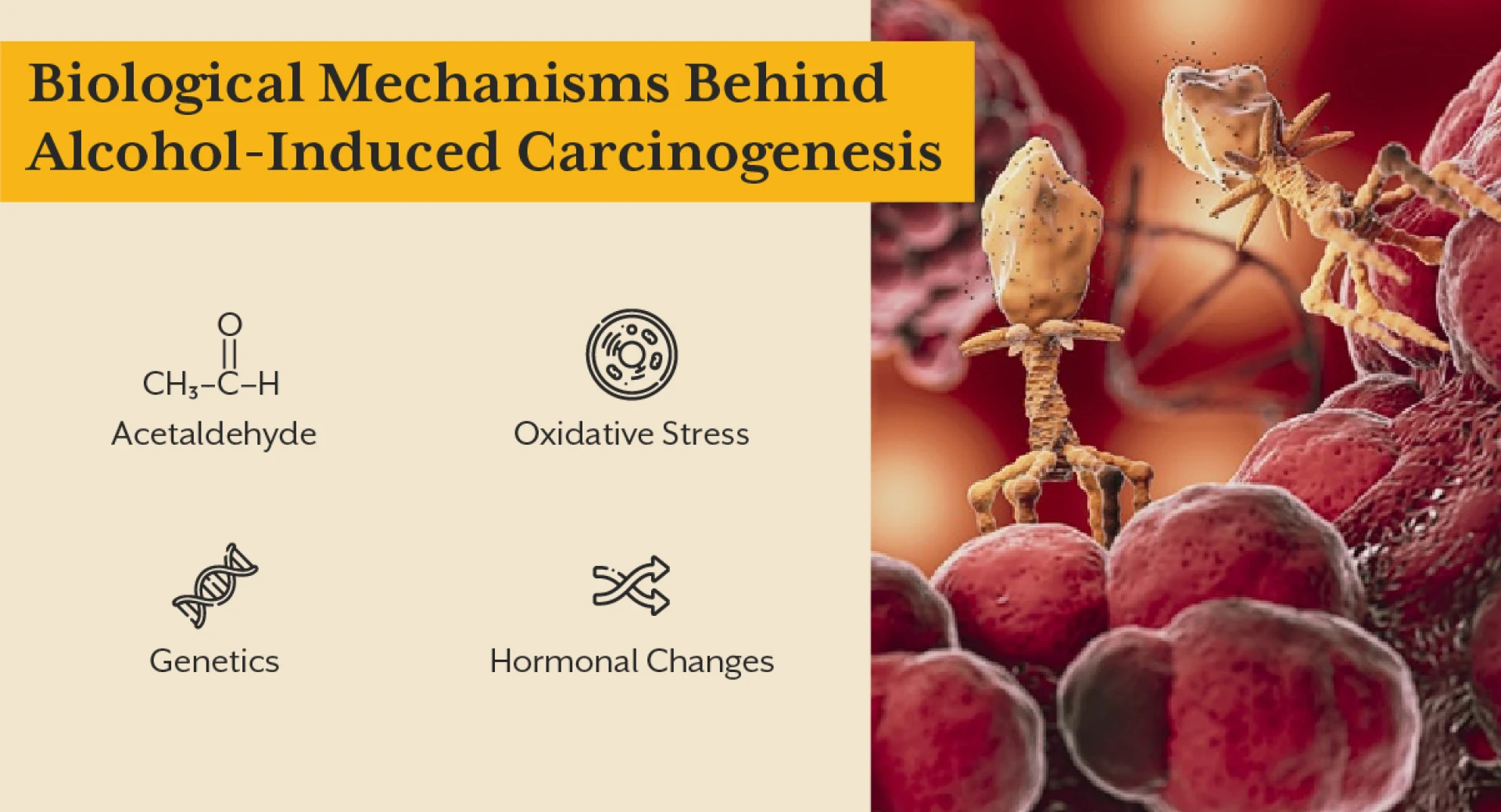 Alcohol and Cancer Risk | Why Even ‘Moderate Drinking Isn’t Safe