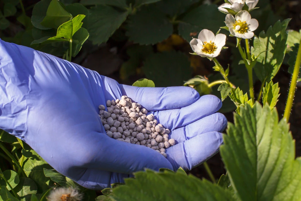 Fertilizer Is Overrated – Azotobacter vinelandii Is the Real MVP