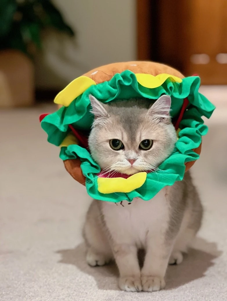 The Key Distinctions of British Shorthair vs. Longhair