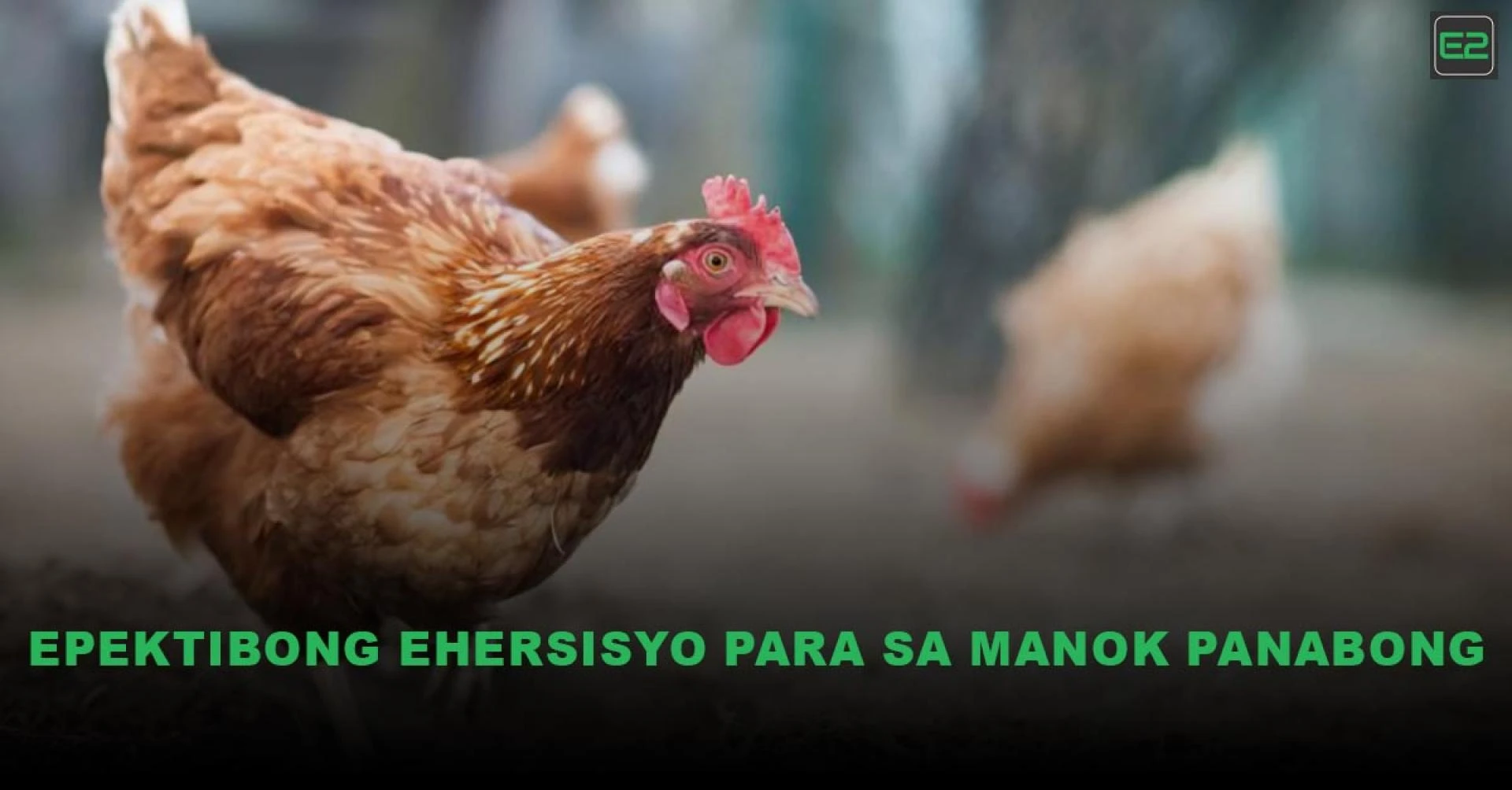 Epektibong Ehersisyo para sa Manok Panabong