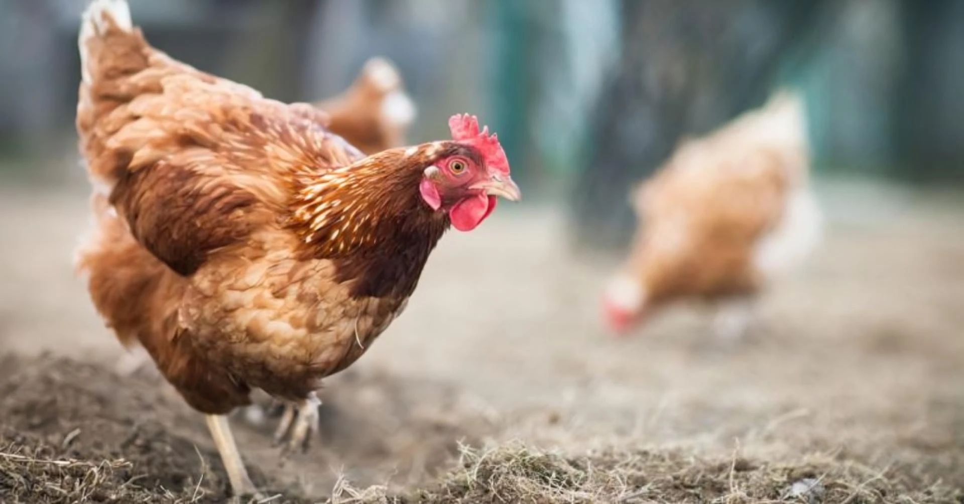 Epektibong Ehersisyo para sa Manok Panabong