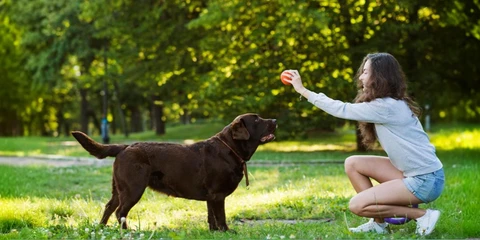 Tips to Choose the Right Enrichment Activities Based on Your Dog’s Age