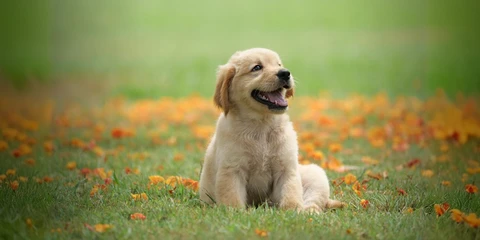 Tips to Choose the Right Enrichment Activities Based on Your Dog’s Age