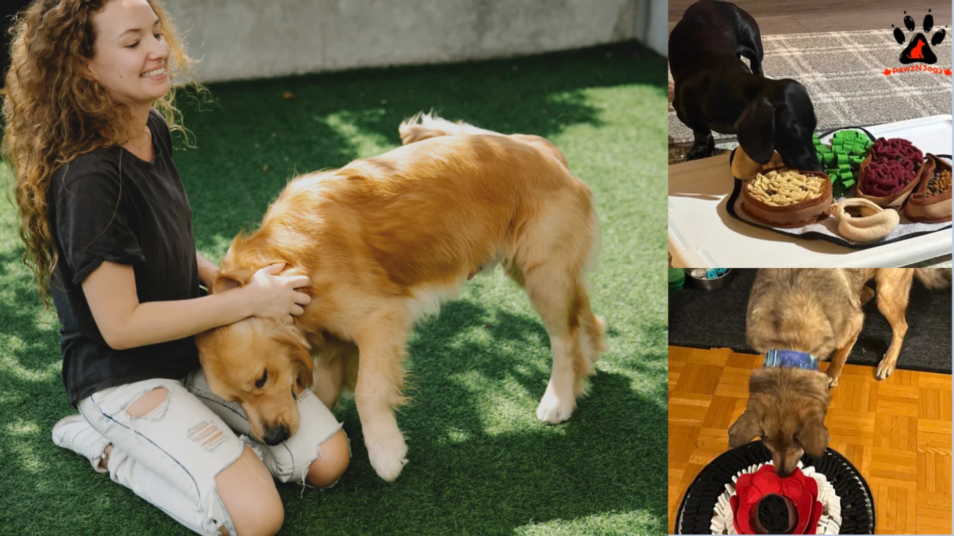 How Can Mental Stimulation Toys for Dogs Improve Behavior and Focus?