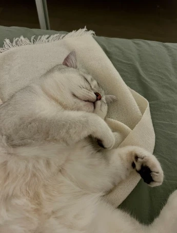 From The Cattery to Your Home: Ensuring a Smooth Transition for Your British Longhair Kitten