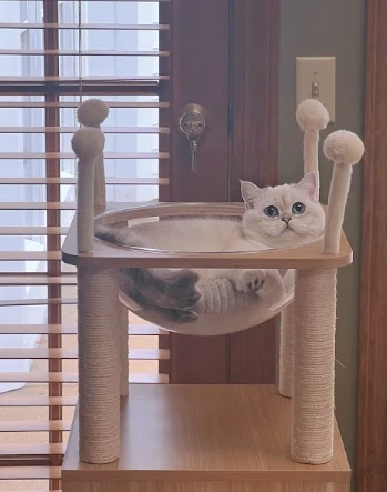 From The Cattery to Your Home: Ensuring a Smooth Transition for Your British Longhair Kitten