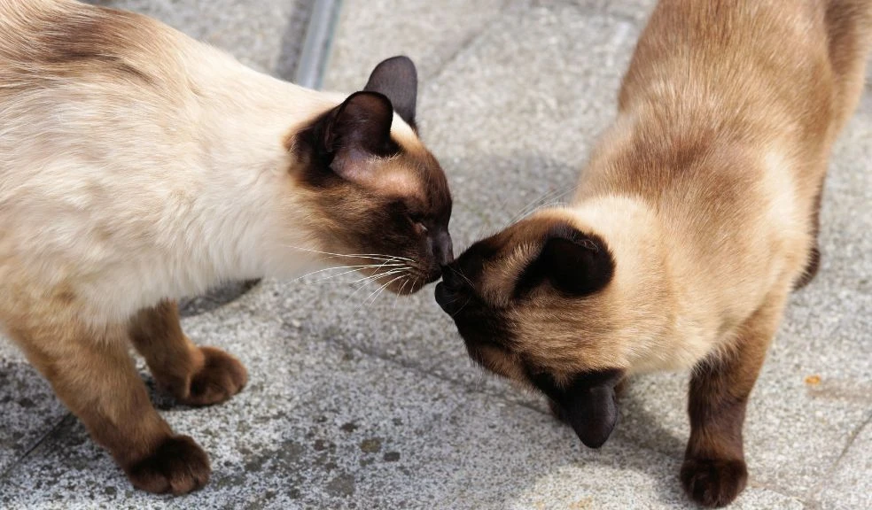 Siamese Cats: Your Sassy Feline Guide