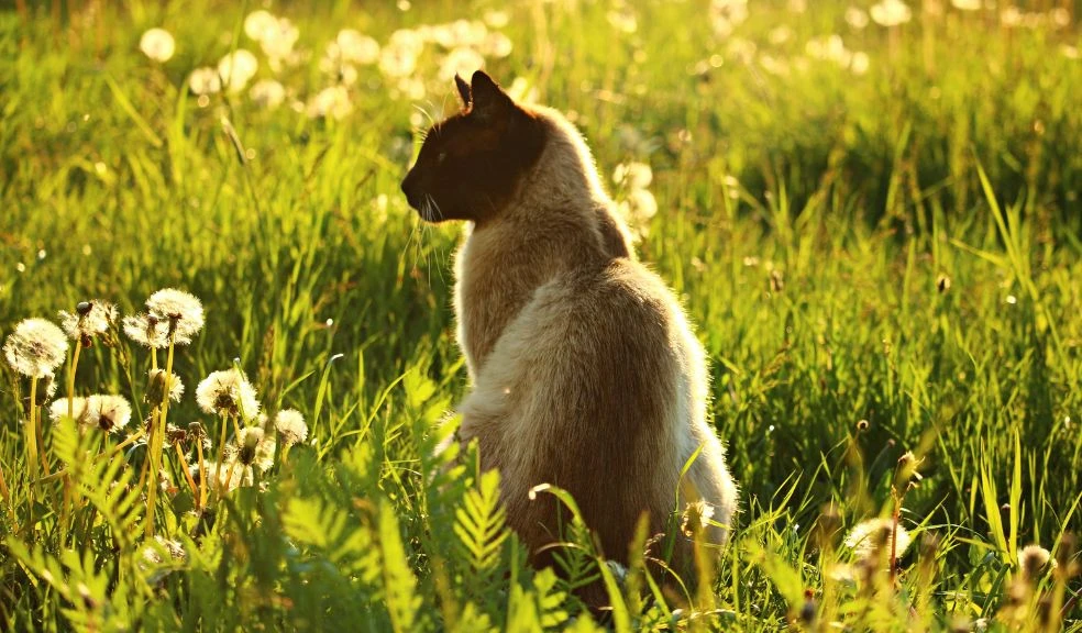 Siamese Cats: Your Sassy Feline Guide