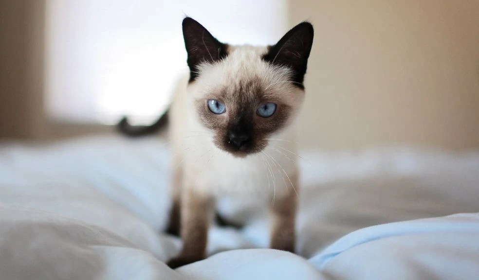 Siamese Cats: Your Sassy Feline Guide