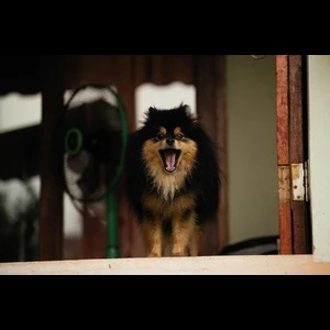 The Ultimate Guide to an Effective Excessive Barking Solution