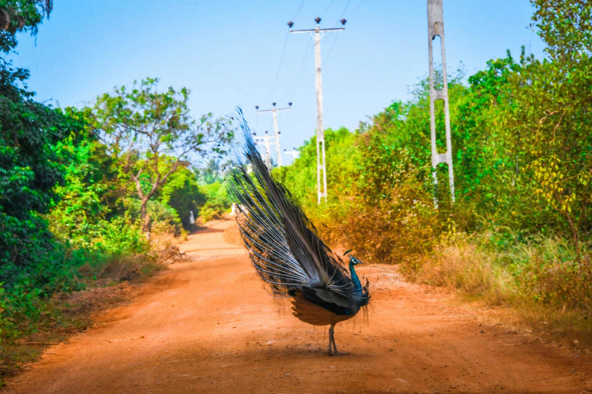 Birdwatching Along the Road to Hana: A Feathered Adventure in Maui