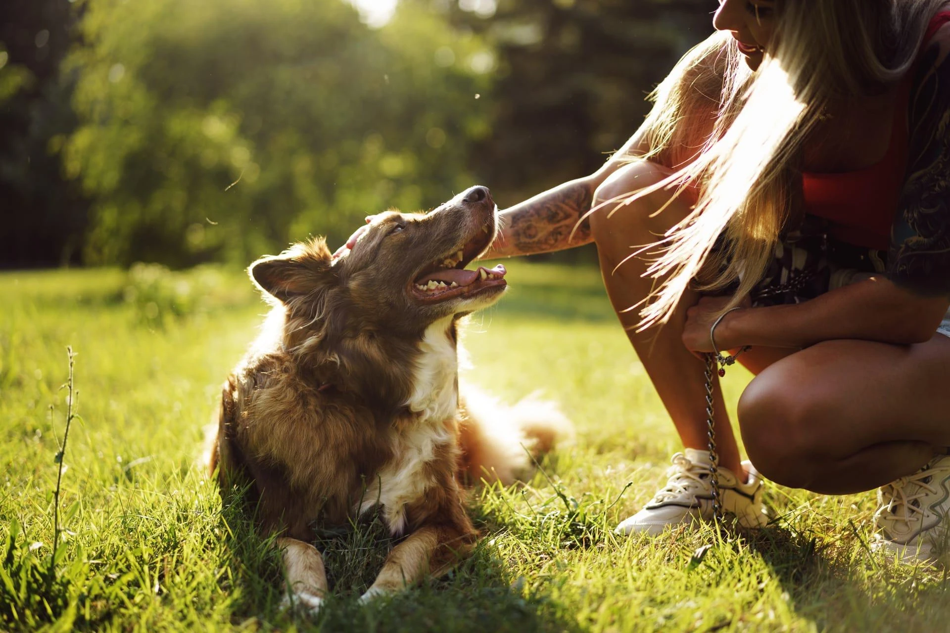 10 Dog Boarding and Training Benefits in One Place