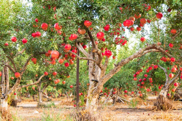 Preserve Your Pomegranate Crop with Proven Organic Defenses