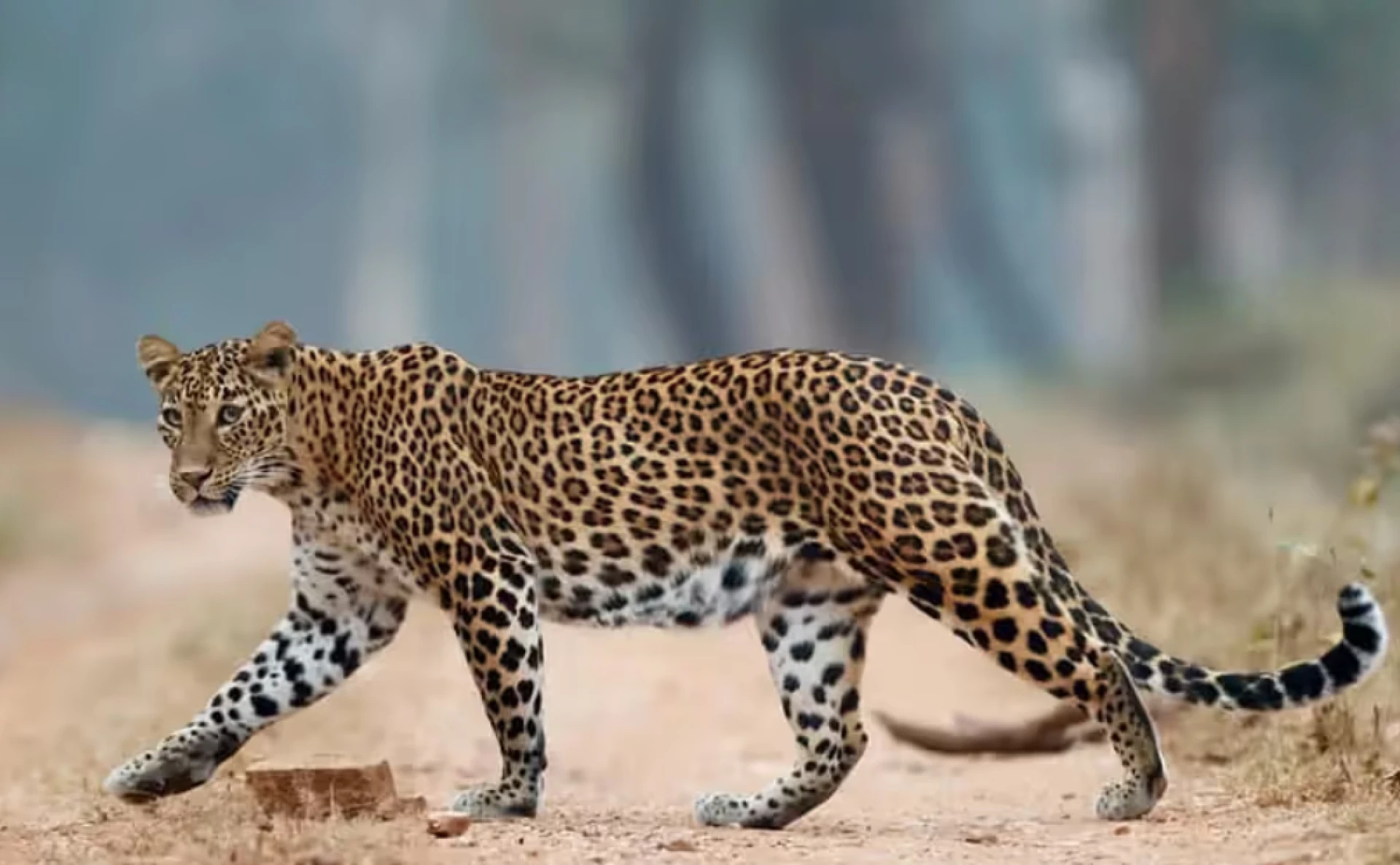 Reconnect with Nature at Machaan: A Unique Getaway into the Wild and Serene