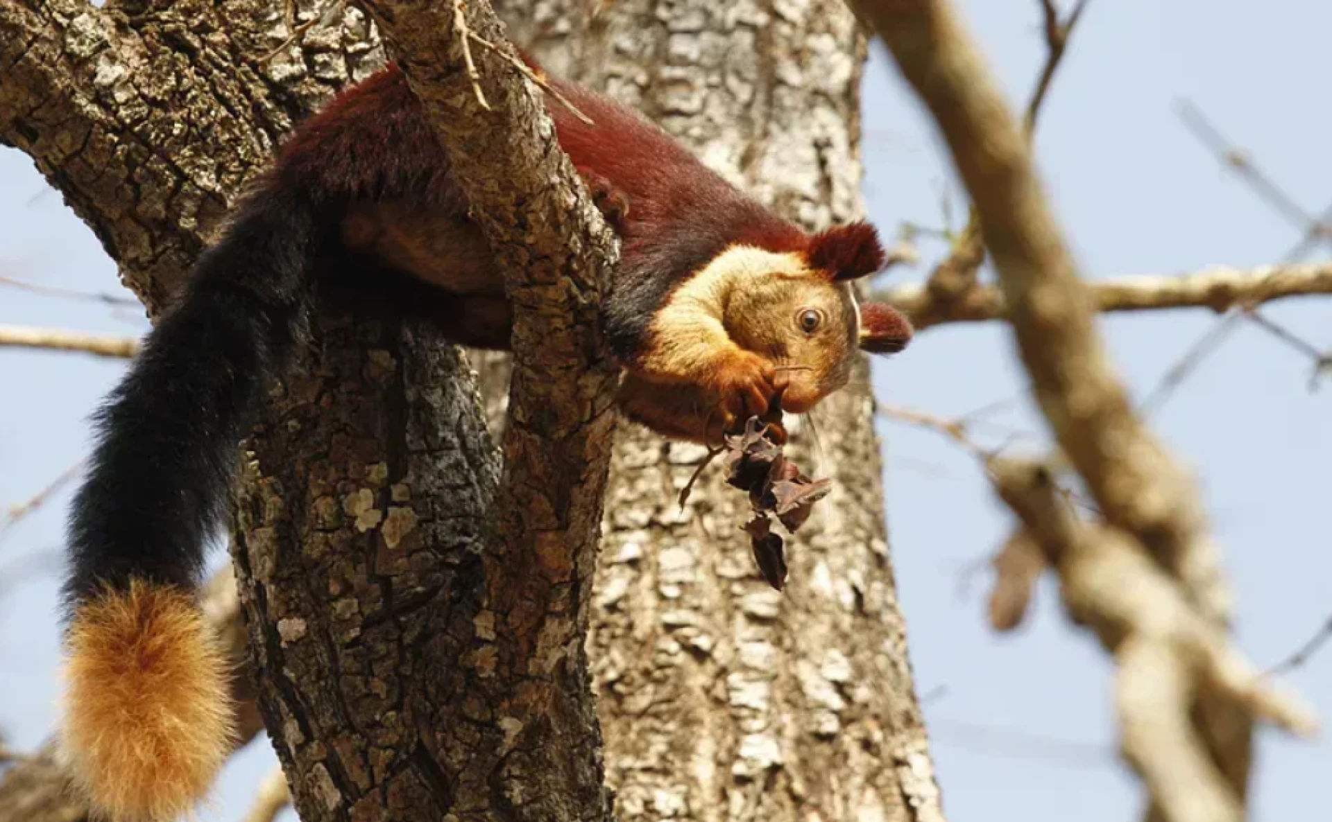 Reconnect with Nature at Machaan: A Unique Getaway into the Wild and Serene