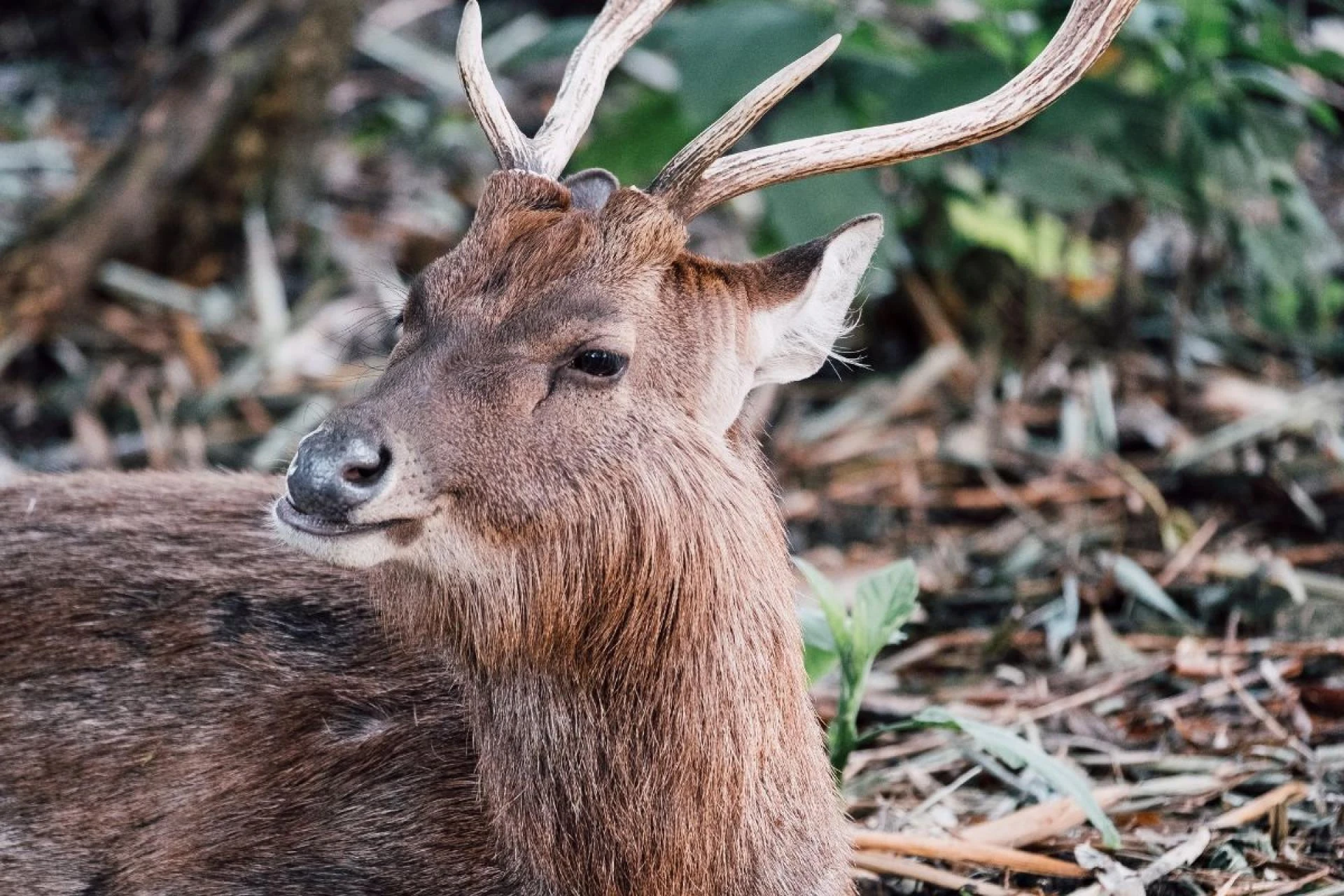 Hunting in Hawaii: A Guide to the Islands’ Unique Game Species