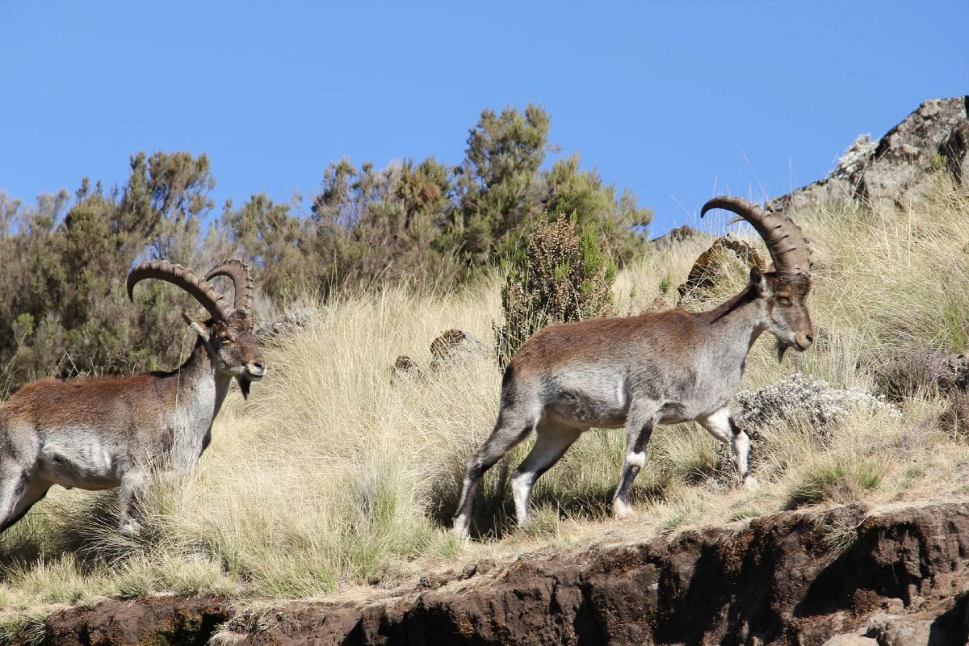 Hunting in Hawaii: A Guide to the Islands’ Unique Game Species
