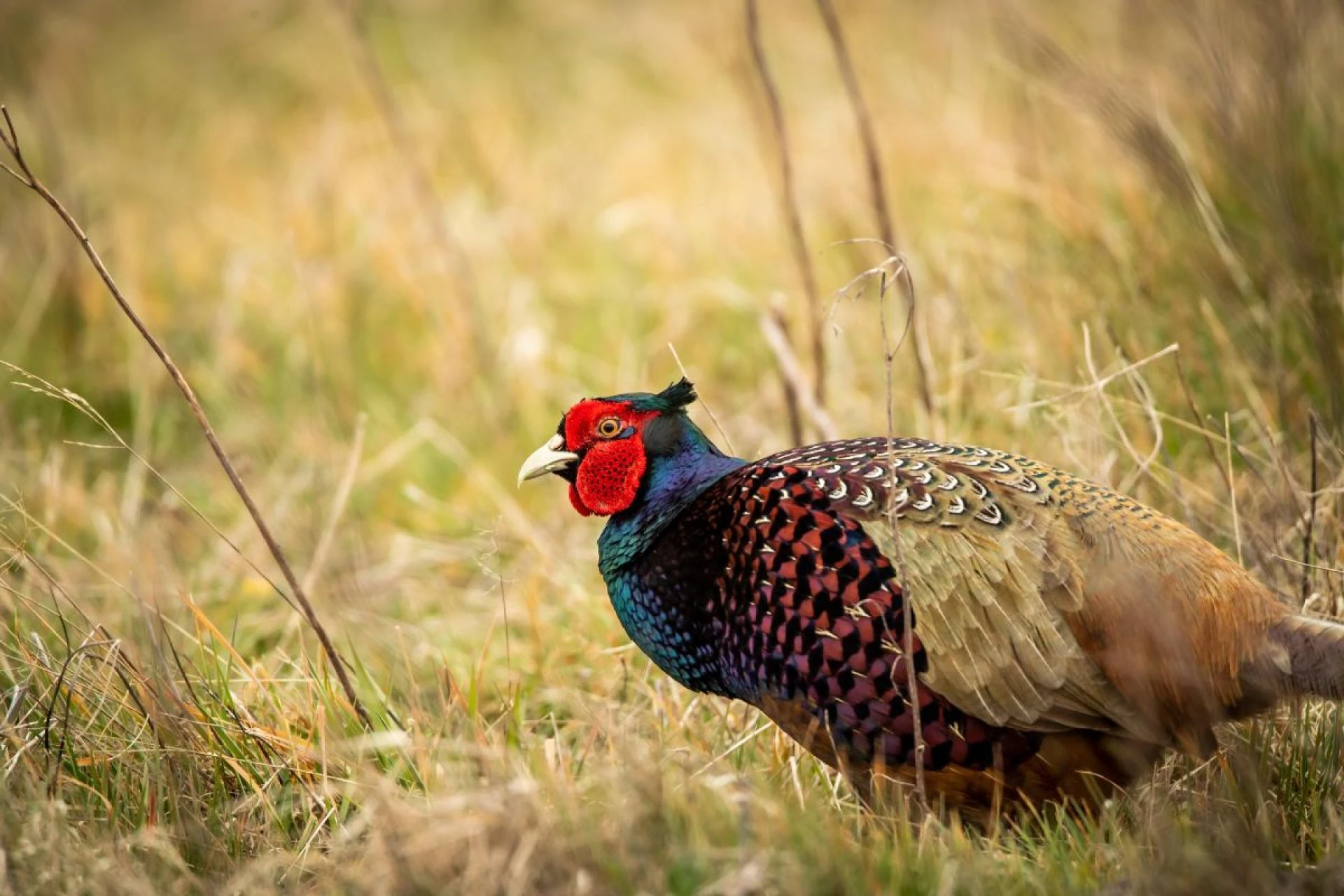 Hunting in Hawaii: A Guide to the Islands’ Unique Game Species