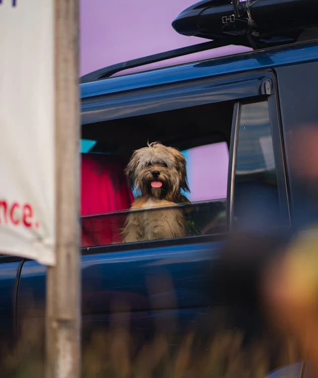 Hit the Road Prepared: Your Essential Guide to Road Trip Planning and Accessories