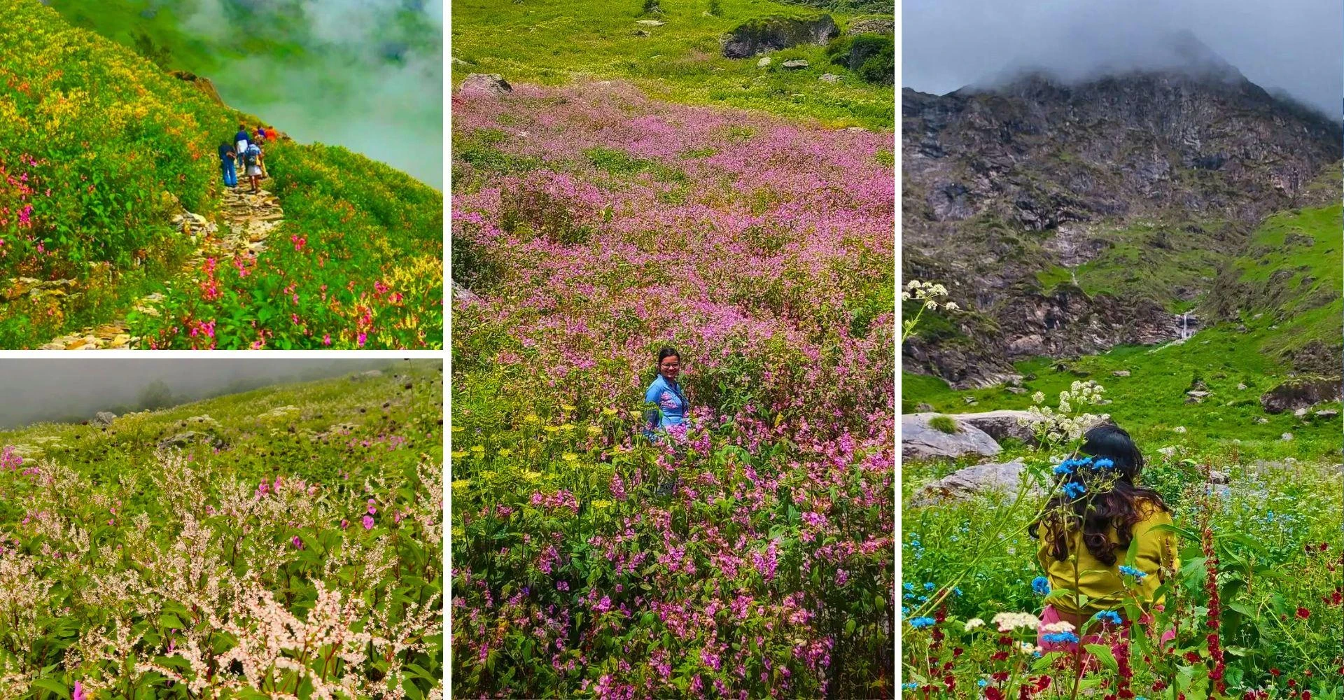 How to Plan the Valley of Flowers Trek: Travel Tips, Cost & Full Itinerary