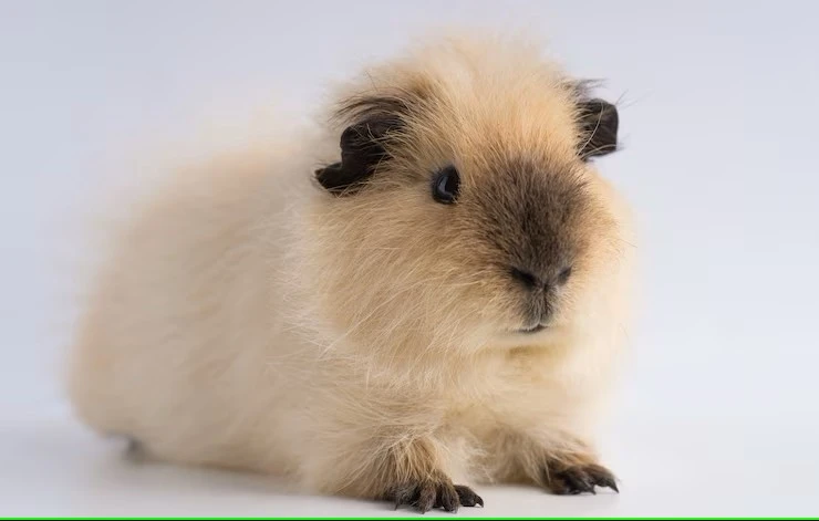 How Can Oxbow Guinea Pig Food Make Your Pet’s Life Better?