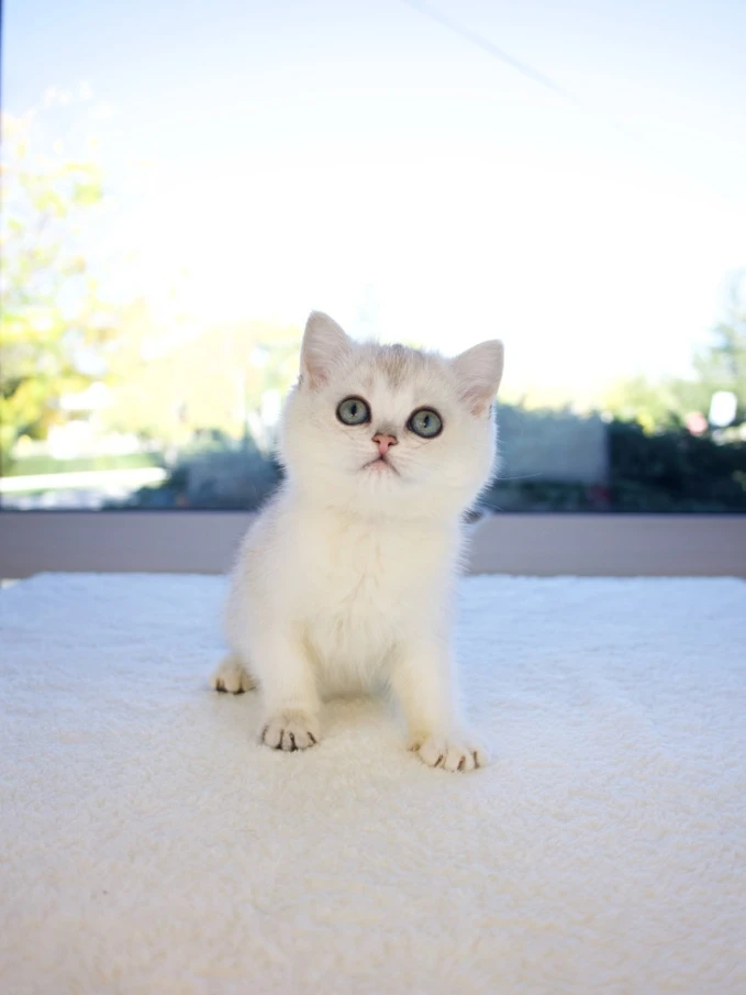 Royal Bloodlines in the North: Raising British Kittens with Noble Standards