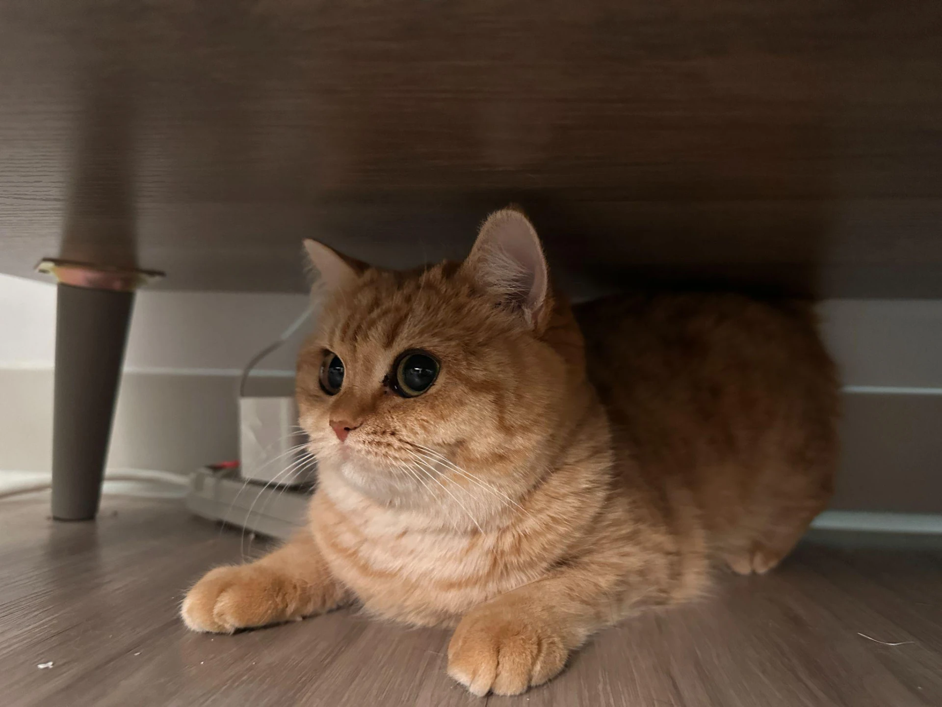 British Shorthairs: Why They Are The Ultimate Family Cat with a Low-Maintenance Twist