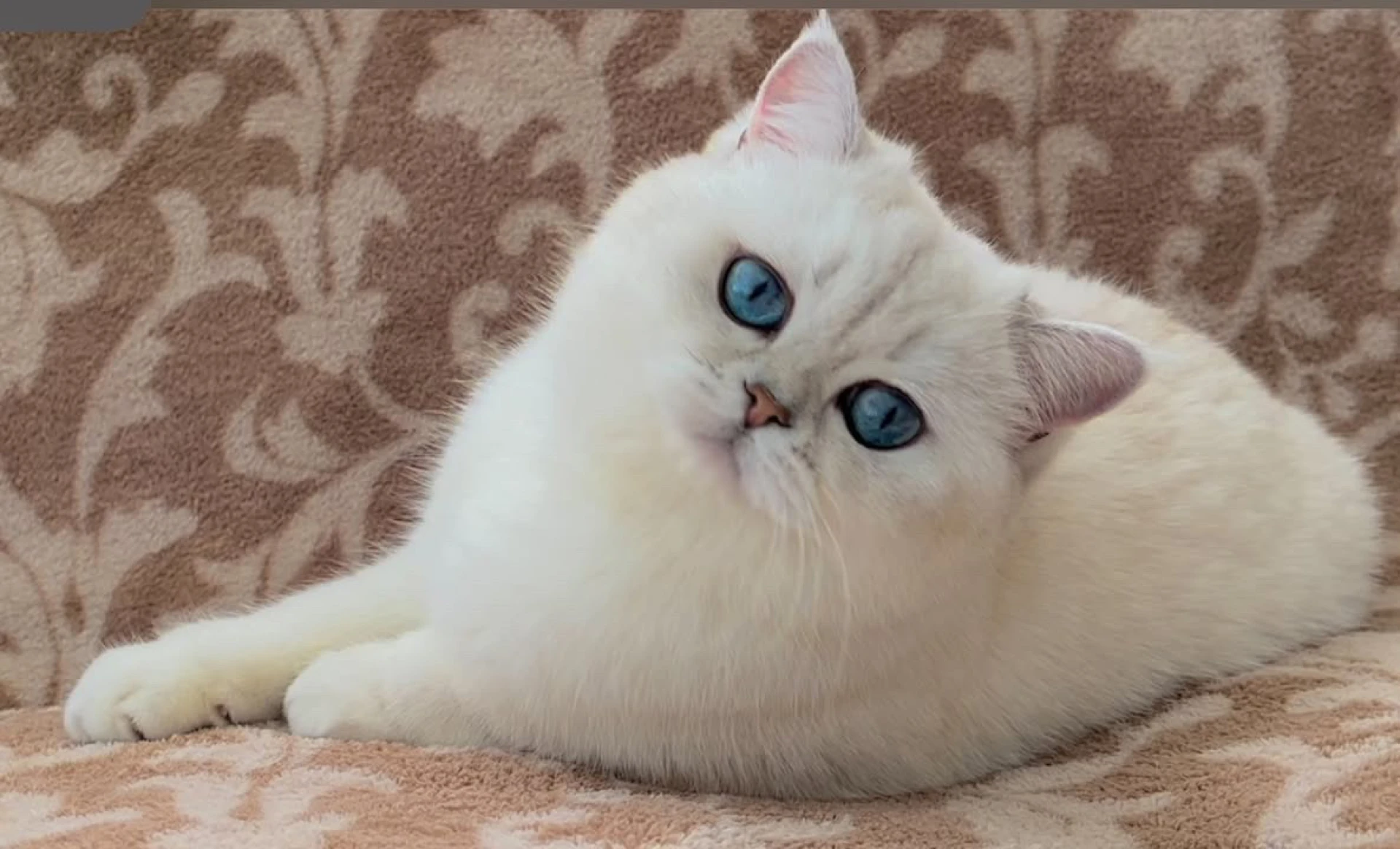 British Shorthairs: Why They Are The Ultimate Family Cat with a Low-Maintenance Twist