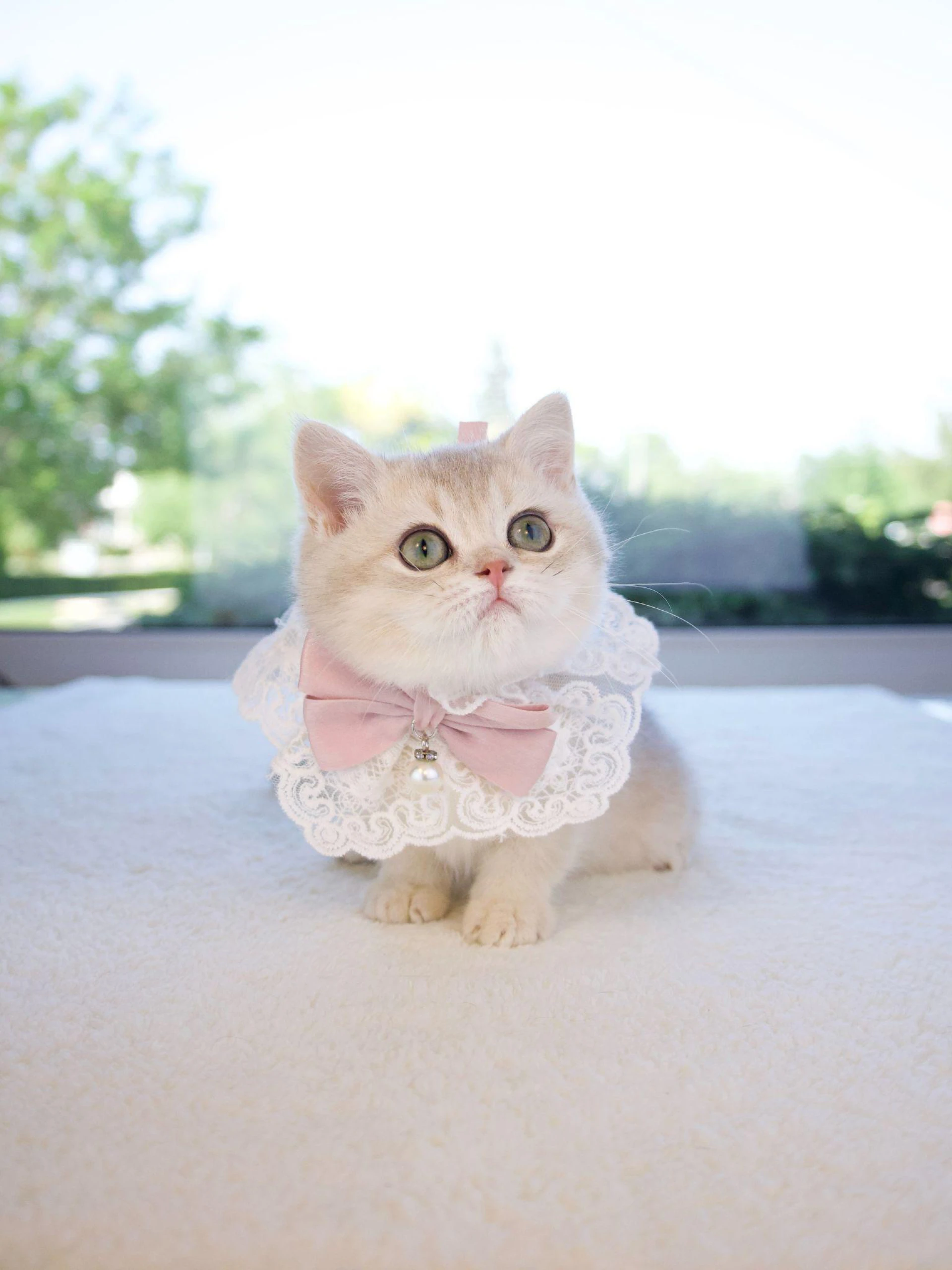 British Shorthairs: Why They Are The Ultimate Family Cat with a Low-Maintenance Twist