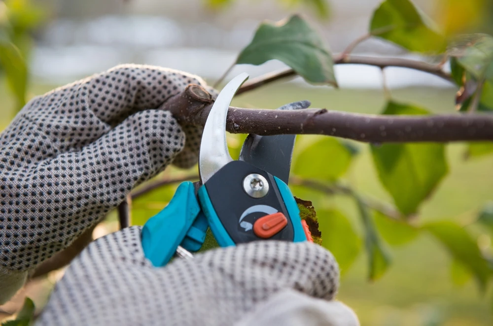 How to Choose a Tree Removal Service You Can Trust