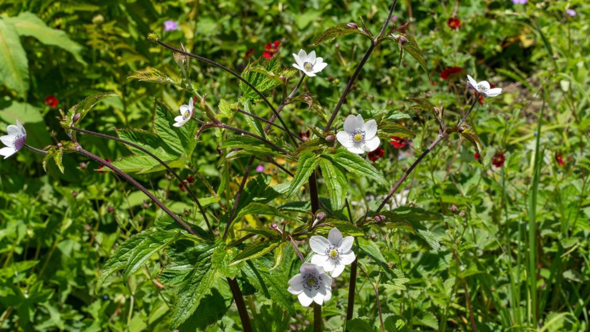 Valley of Flowers Trek: Expectations vs. Reality