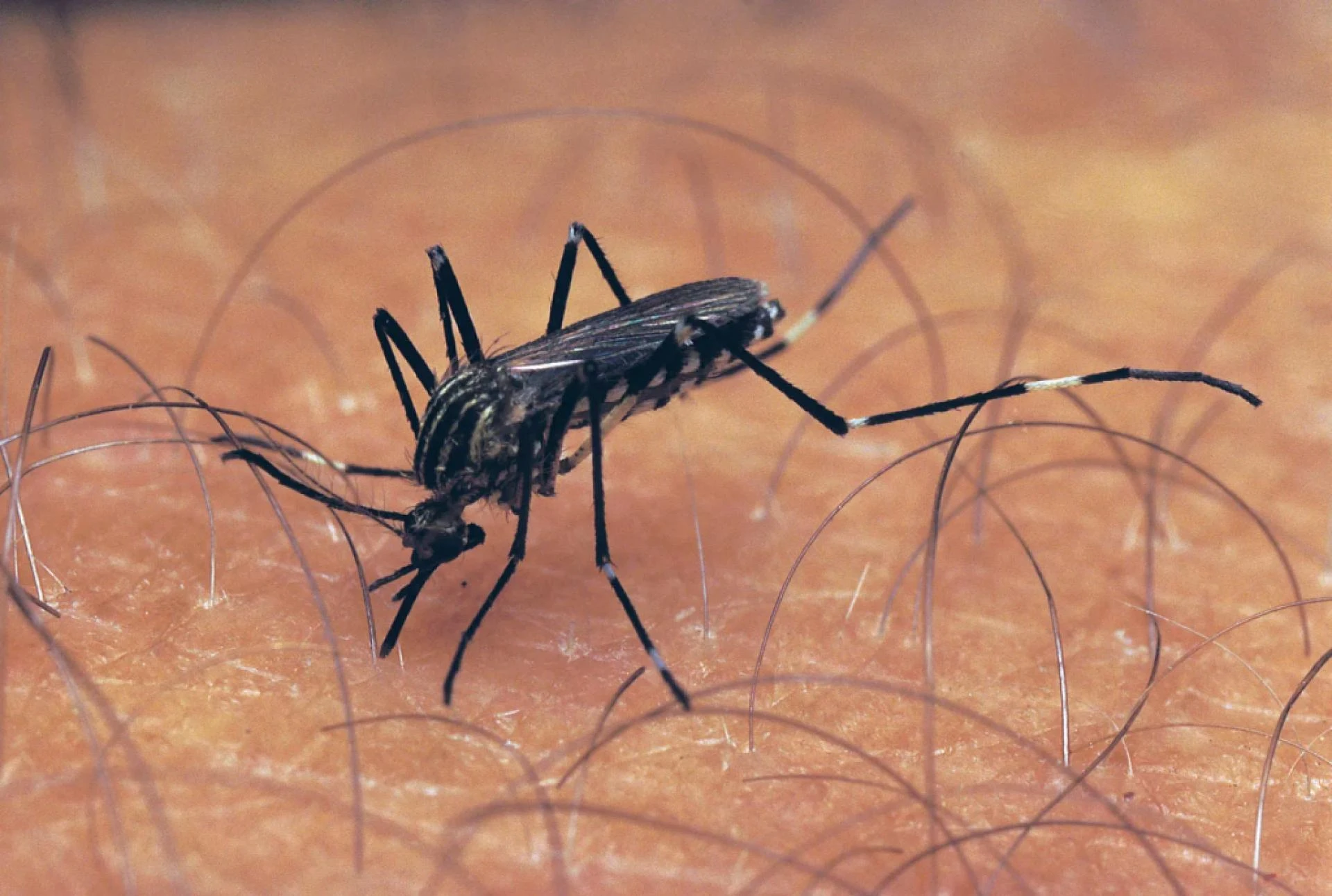 Strategic Mosquito Control: Natural Repellents, Treatments, and Lifespan Insights
