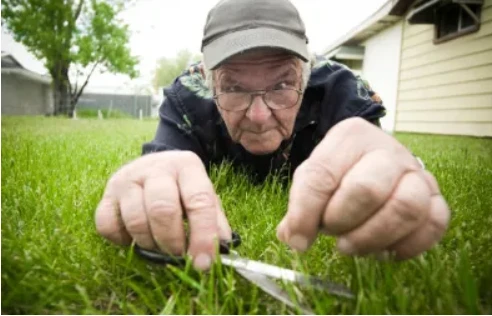 Professional Lawn Care Chichester: Transform Your Garden