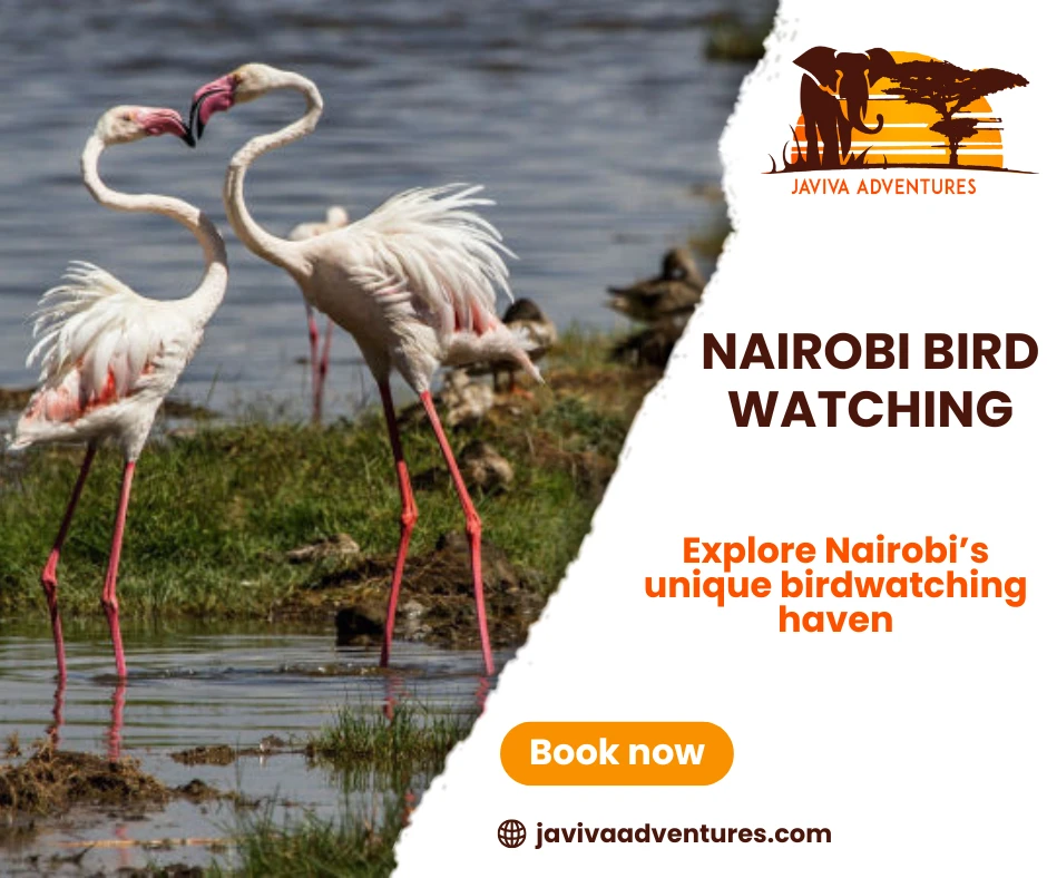 Birds You Can Spot on Nairobi National Park Safaris