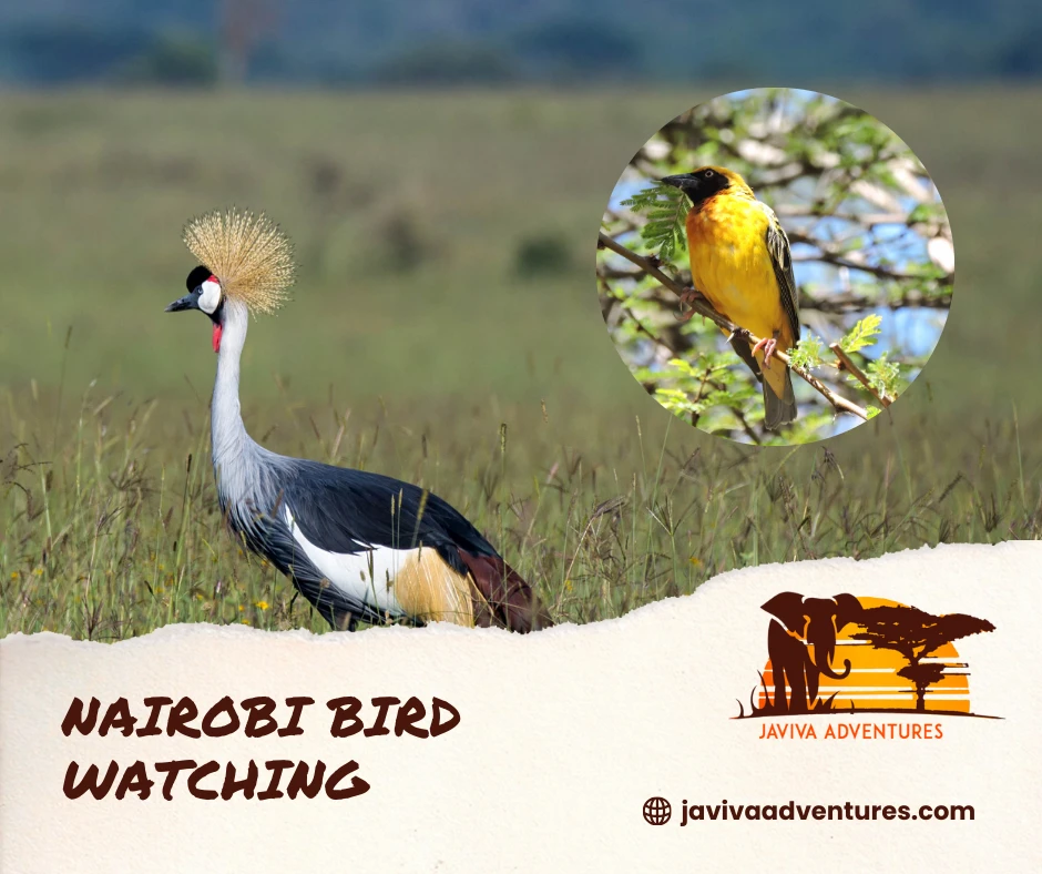 Birds You Can Spot on Nairobi National Park Safaris
