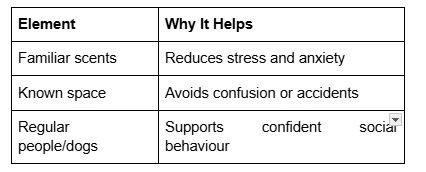 The Do's & Don'ts of Your Pet’s Perfect Birthday Bash